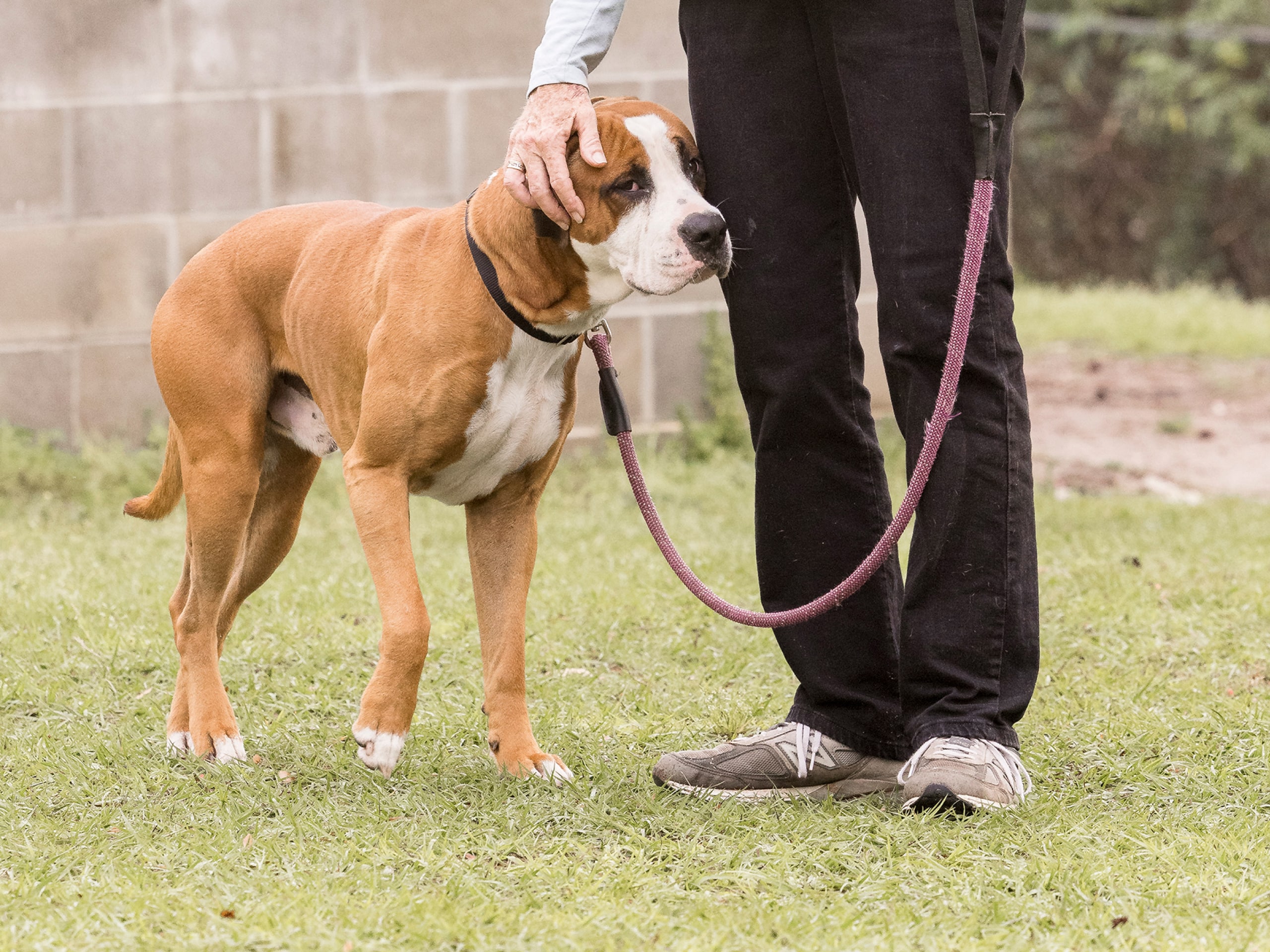 Jacksonville Humane Society